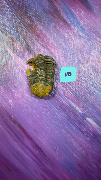 plant/Trilobite Fossil 10-0-thumbnail