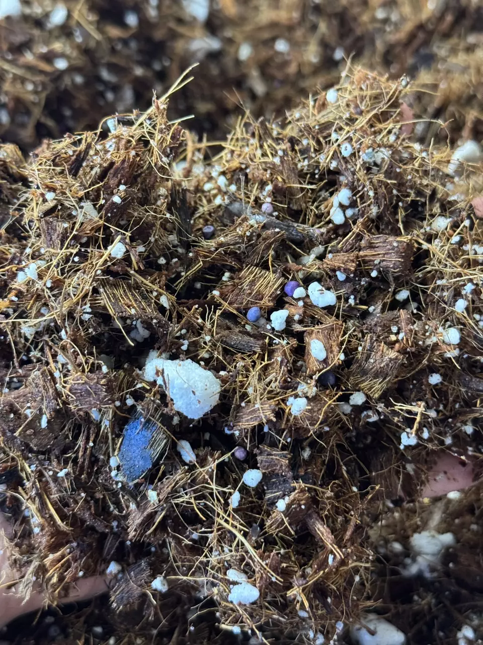 plant/Jaxs Jungle Hoya Blend 1 gallon-0