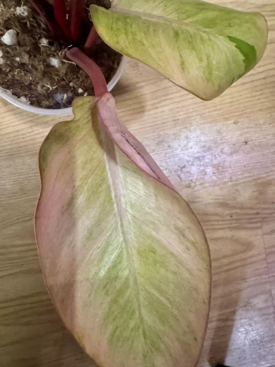 plant/Red congo mint high variegated with lots of pink!-1