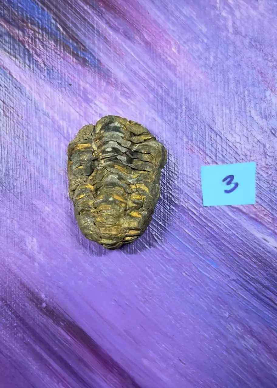 plant/Trilobite Fossil 3-0