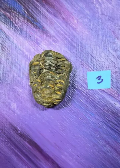 plant/Trilobite Fossil 3-0-thumbnail