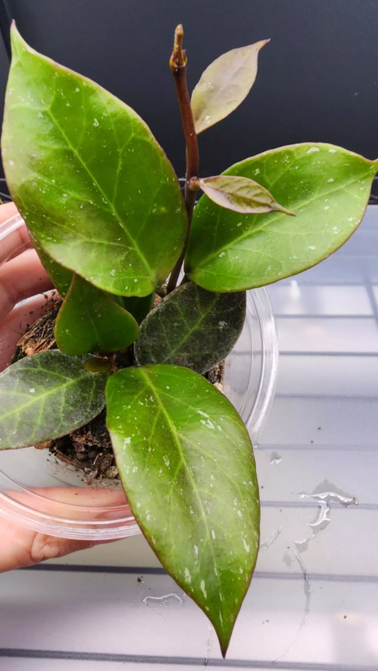 free_shipping/Hoya Thai Sunrise-ADD On-5