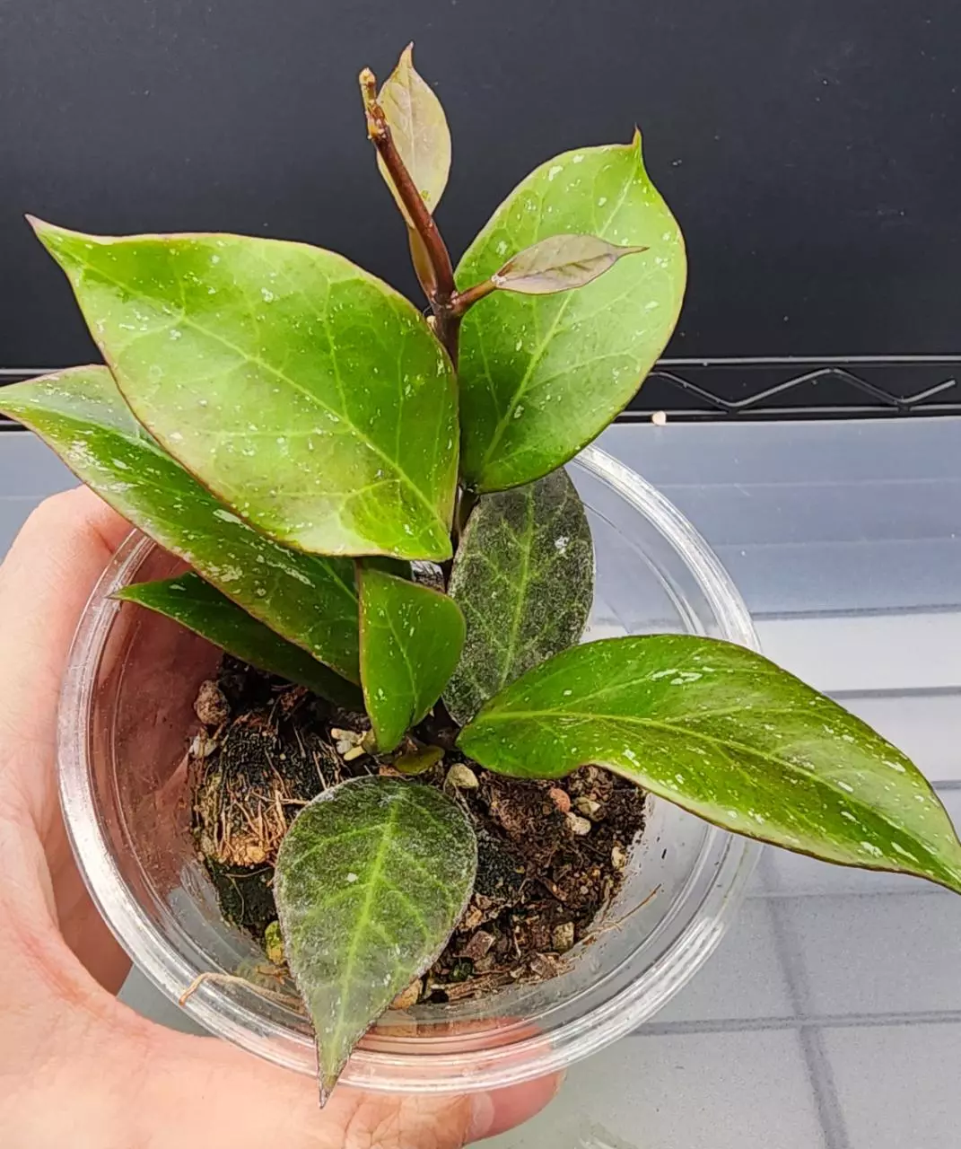 free_shipping/Hoya Thai Sunrise-ADD On-0