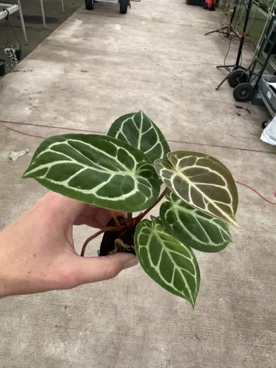 plant/Seed grown anthurium Hoffmanii x papillilaminum red sinus starter plant growers-3-thumbnail