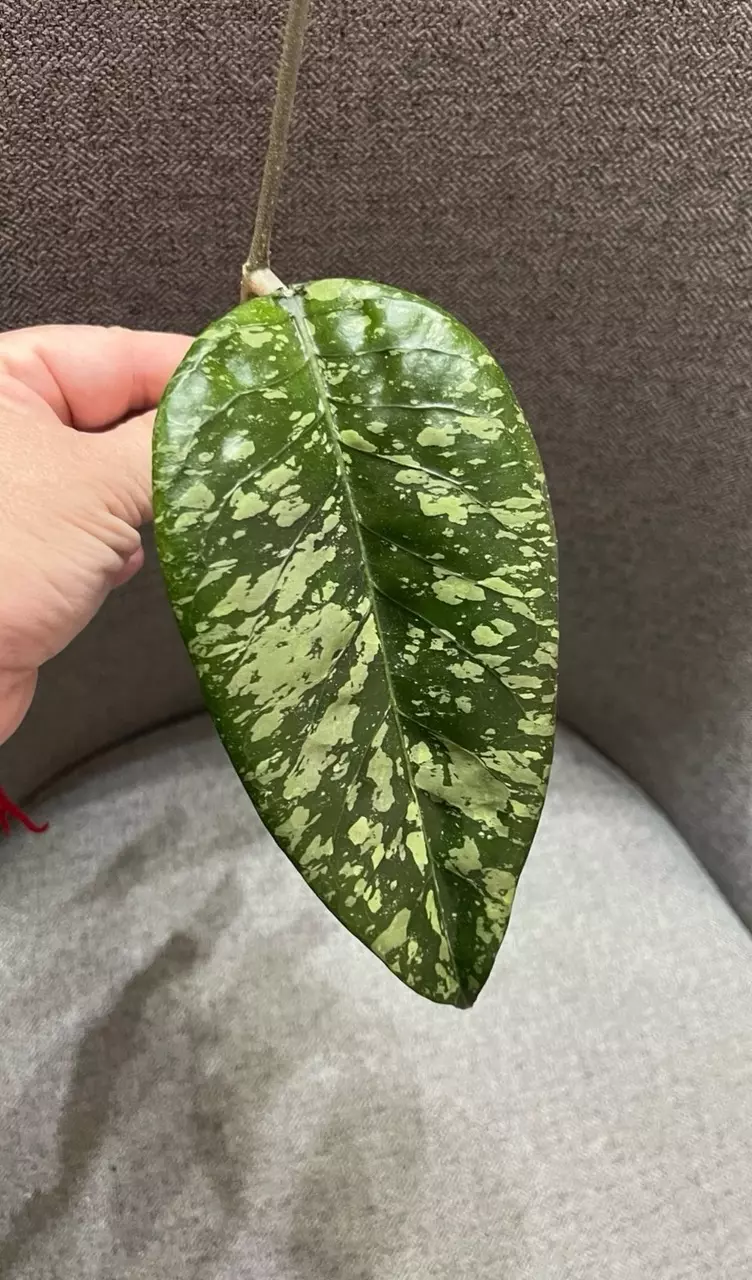 plant/Hoya Gayo Lues Splash - Fresh top cutting-0