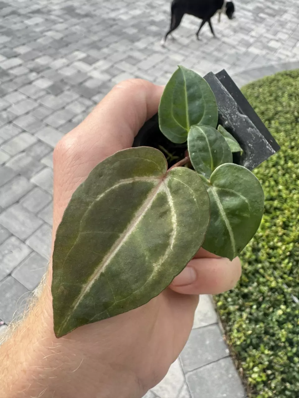 plant/Anthurium wonderboy X Michelle starter plant growers choice-1