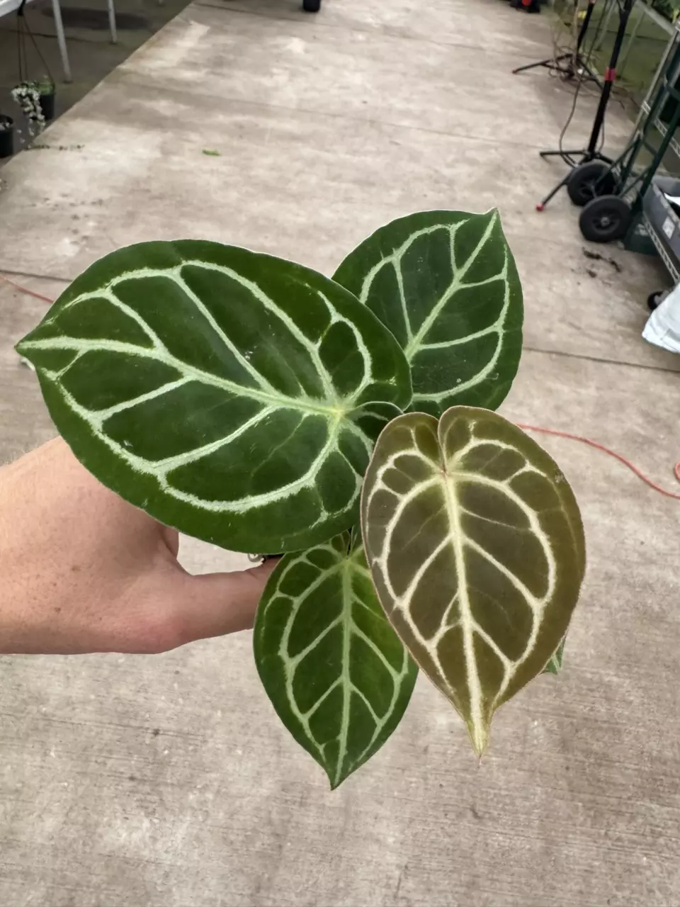 plant/Seed grown anthurium Hoffmanii x papillilaminum red sinus starter plant growers-1