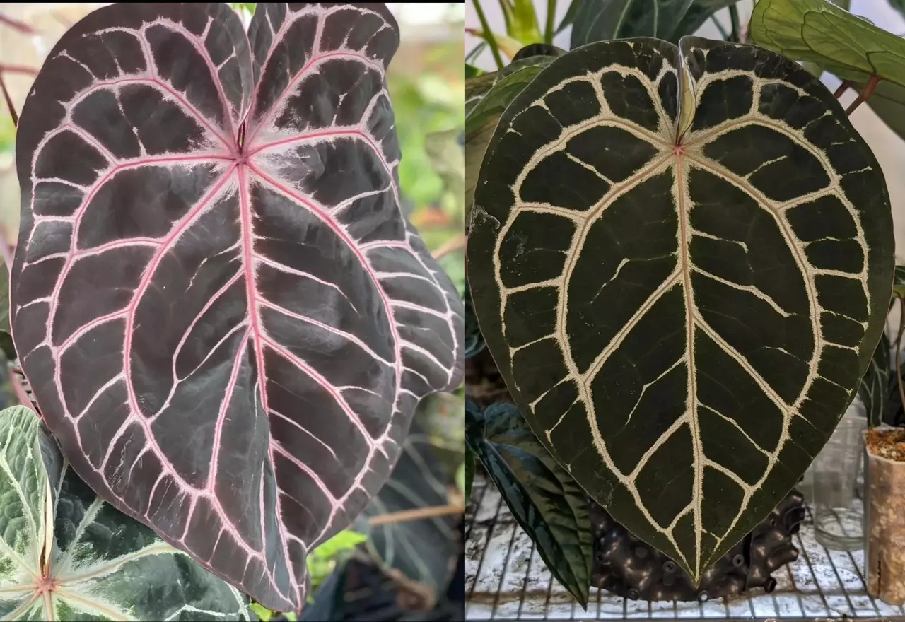 plant/Anthurium wonderboy X Michelle starter plant growers choice-0