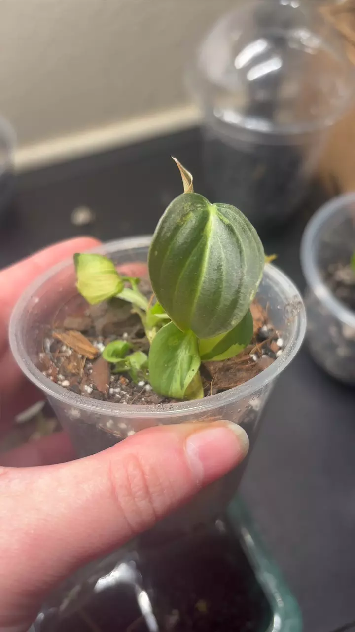 plant/Philodendron Melanochrysum Orange Acclimated TC-0