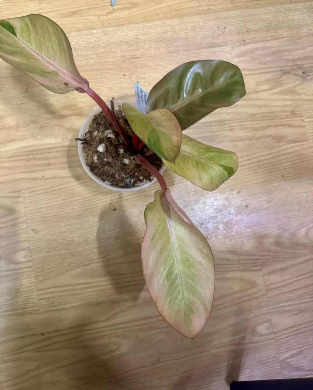 plant/Red congo mint high variegated with lots of pink!-3