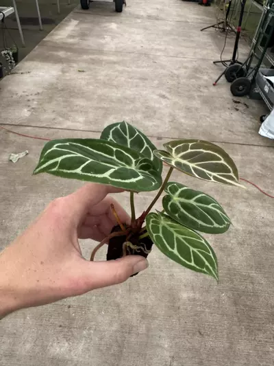 plant/Seed grown anthurium Hoffmanii x papillilaminum red sinus starter plant growers-4-thumbnail