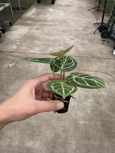 plant/Seed grown anthurium Hoffmanii x papillilaminum red sinus starter plant growers-5-thumbnail