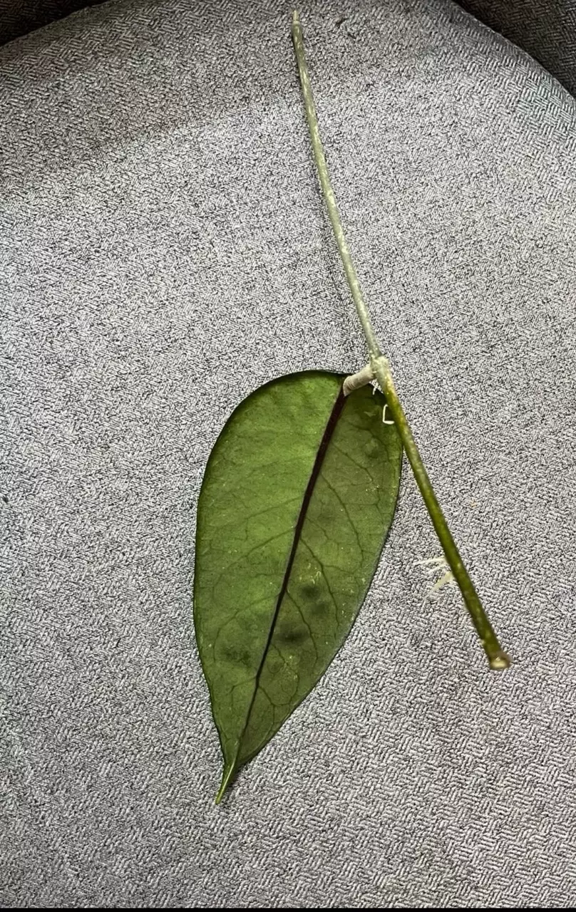 plant/Hoya Gayo Lues Splash - Fresh top cutting-4
