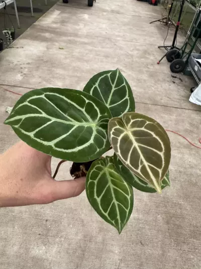 plant/Seed grown anthurium Hoffmanii x papillilaminum red sinus starter plant growers-2-thumbnail