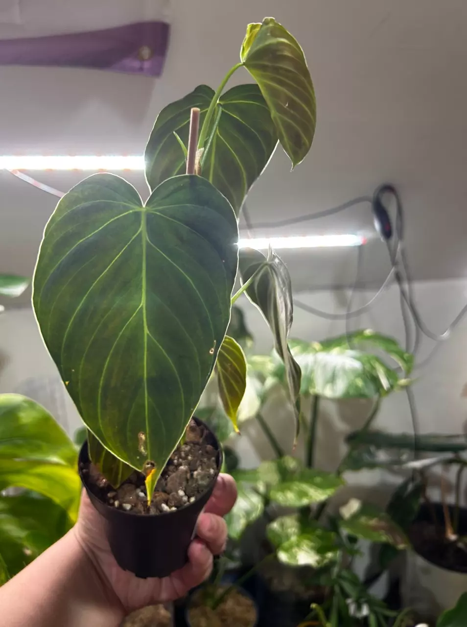 plant/Philodendron Splendid-0