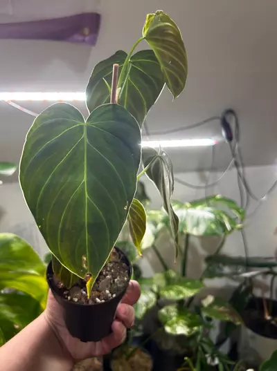 plant/Philodendron Splendid-0-thumbnail