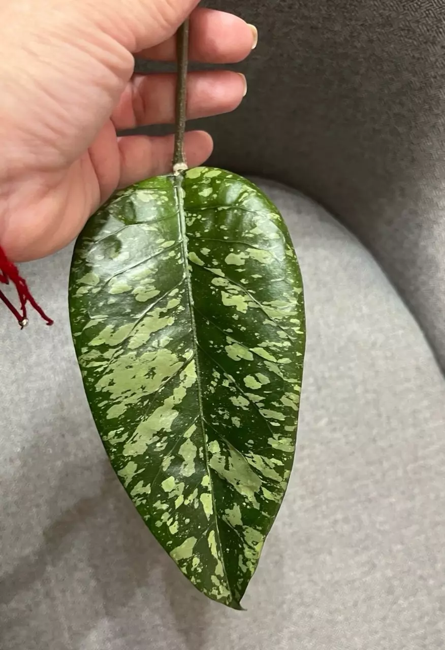 plant/Hoya Gayo Lues Splash - Fresh top cutting-1