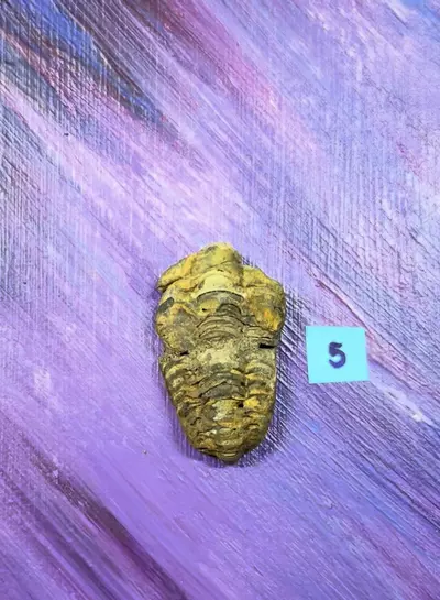 plant/Trilobite Fossil 5-0-thumbnail