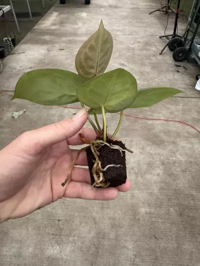 plant/Seed grown anthurium Hoffmanii x papillilaminum red sinus starter plant growers-6-thumbnail