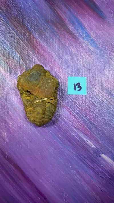 plant/Trilobite Fossils 13-0-thumbnail