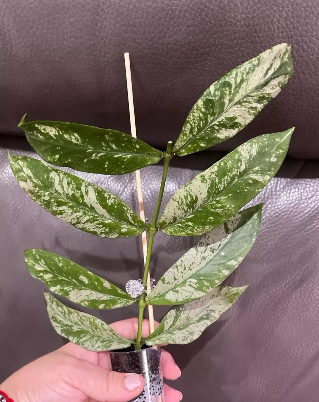 plant/Hoya Lobbi Silver - fresh top cutting-4