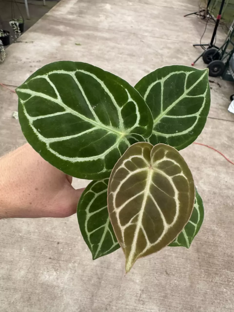 plant/Seed grown anthurium Hoffmanii x papillilaminum red sinus starter plant growers-0