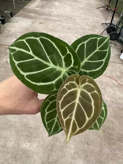 plant/Seed grown anthurium Hoffmanii x papillilaminum red sinus starter plant growers-0-thumbnail