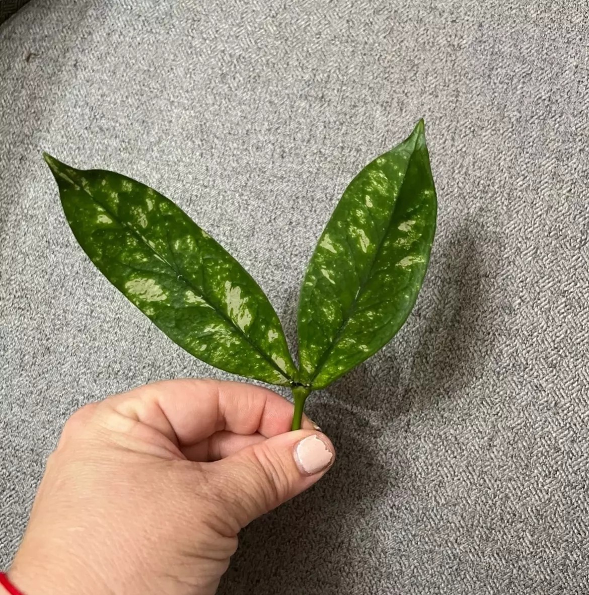 plant/Hoya Lobbi Silver - fresh top cutting-1