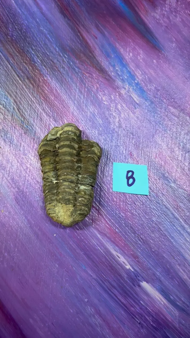 plant/Trilobite Fossil 8-0