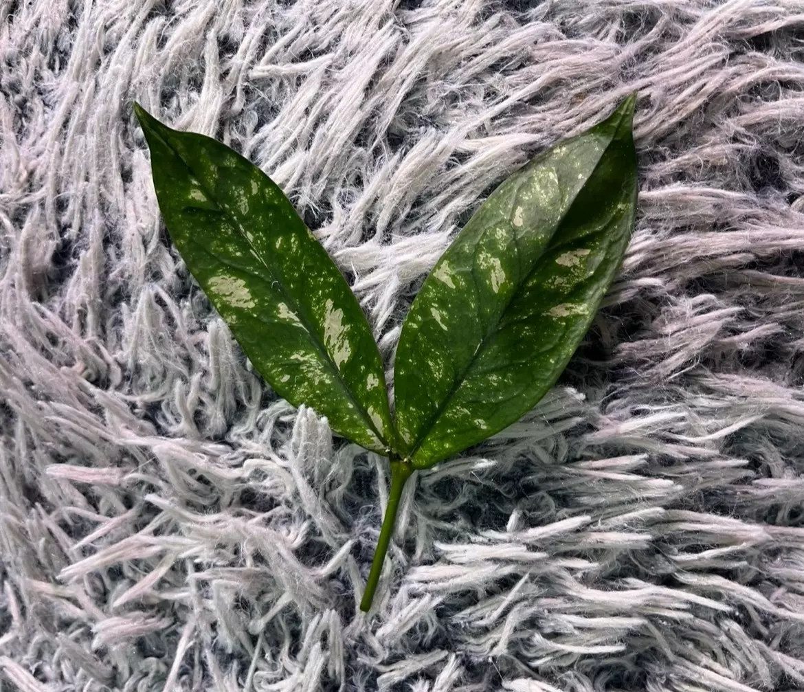 plant/Hoya Lobbi Silver - fresh top cutting-0