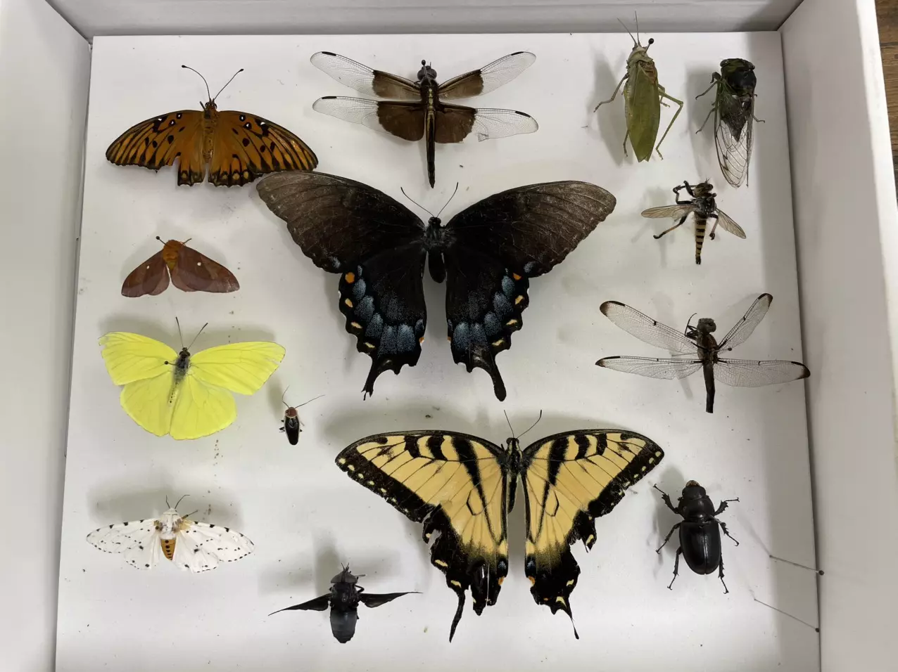 plant/Bug collection.-0