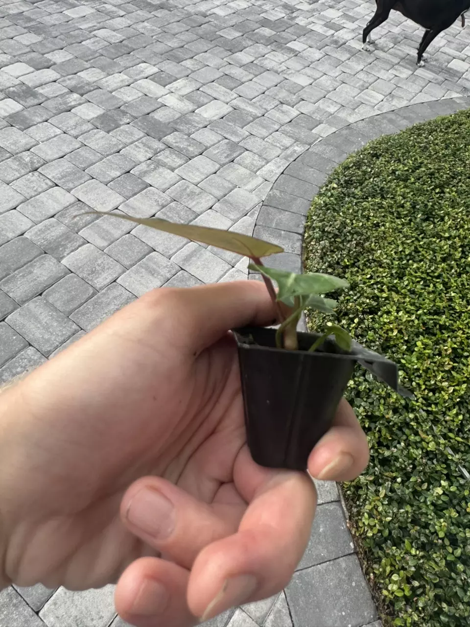 plant/Anthurium wonderboy X Michelle starter plant growers choice-7
