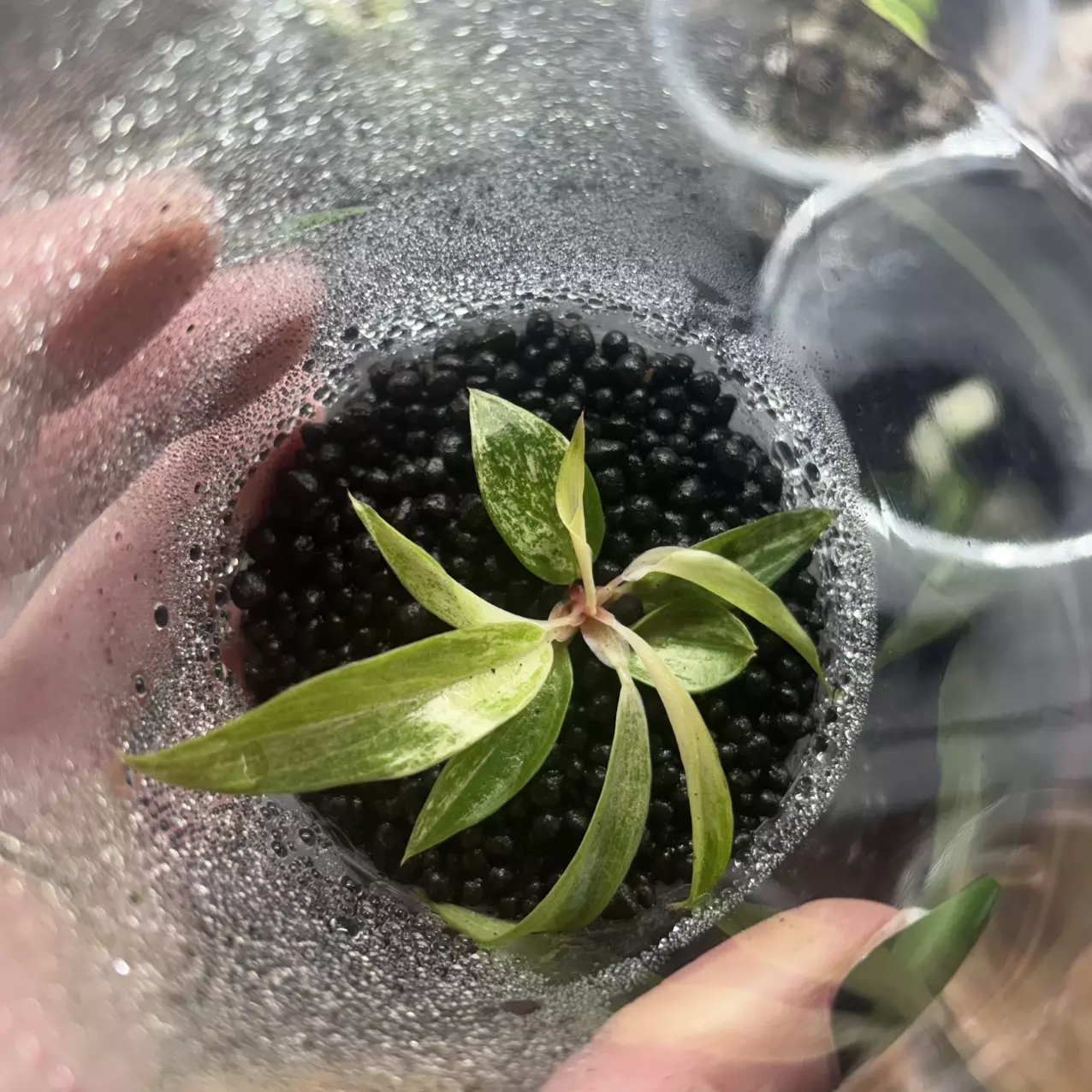 plant/Philodendron Caramel Marble Acclimated TC-0