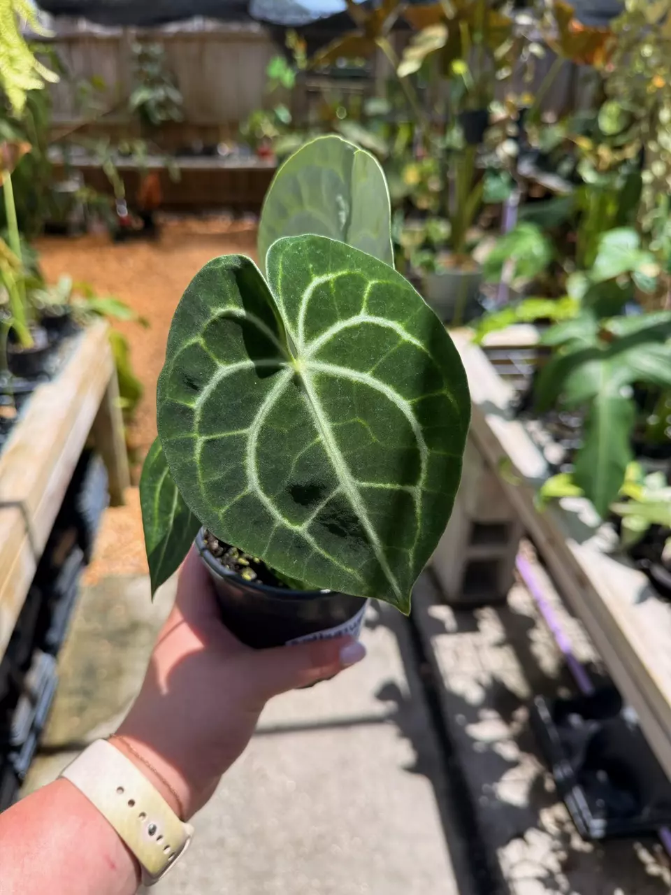 plant/Anthurium clarinervium 4”-0