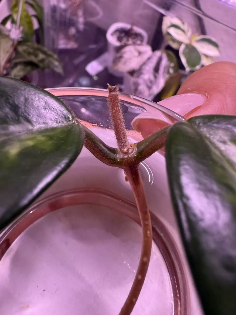 plant/Madara Green Edge unrooted cutting-3
