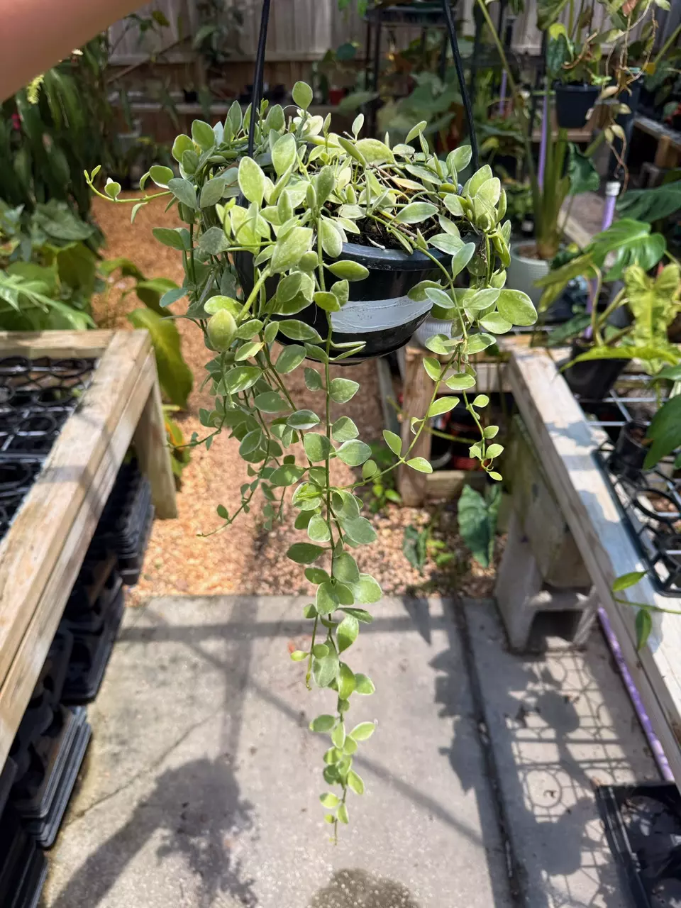 plant/Dischidia oiantha albo-0