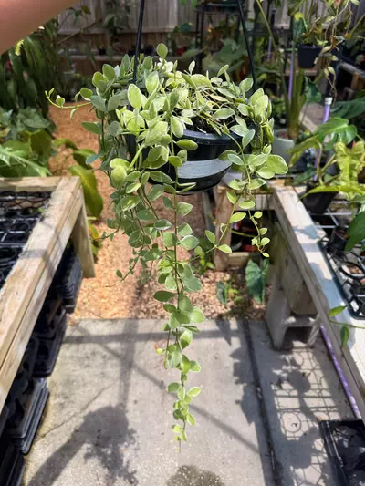 plant/Dischidia oiantha albo-0-thumbnail