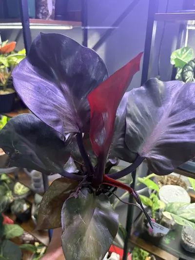 plant/Red Heart Philodendron-1-thumbnail