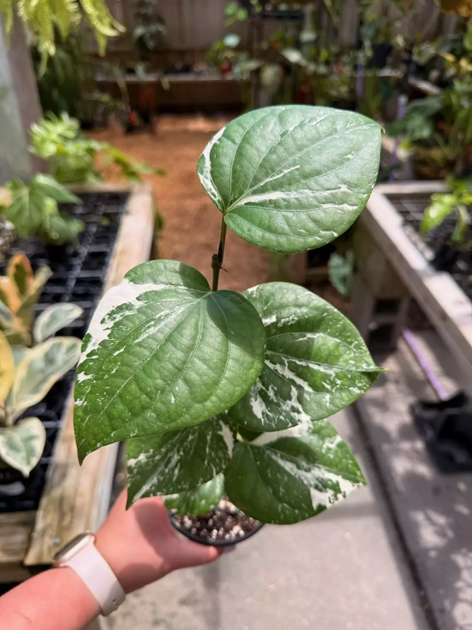 plant/Piper nigrum albo 4”-0