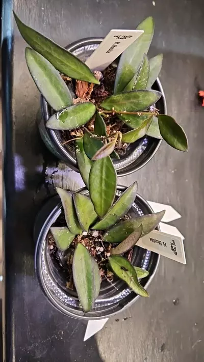 plant/Hoya Rosita-1-thumbnail