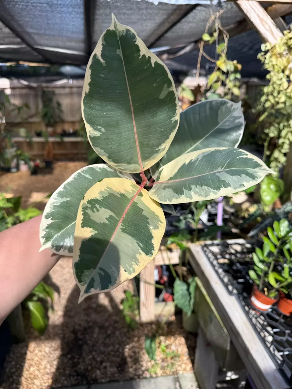 plant/Ficus tineke-0