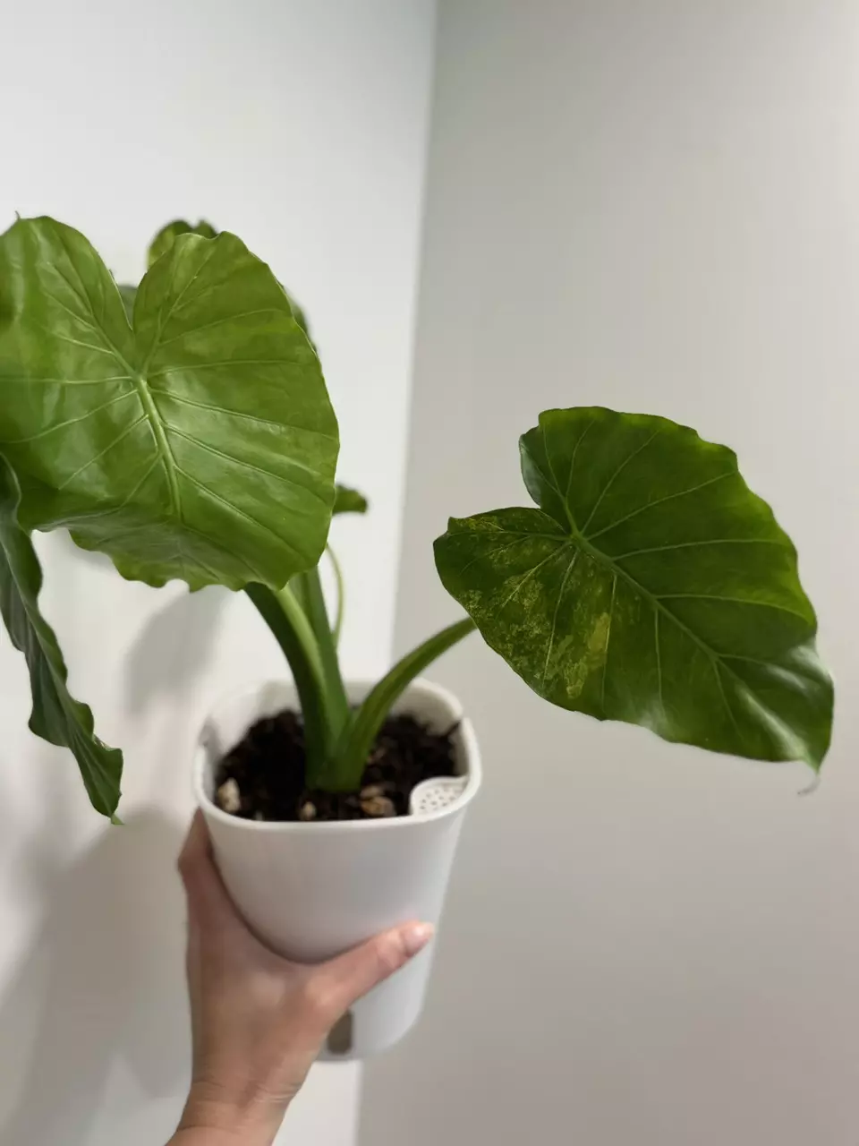 plant/Alocasia Gaugeana Aurea-0