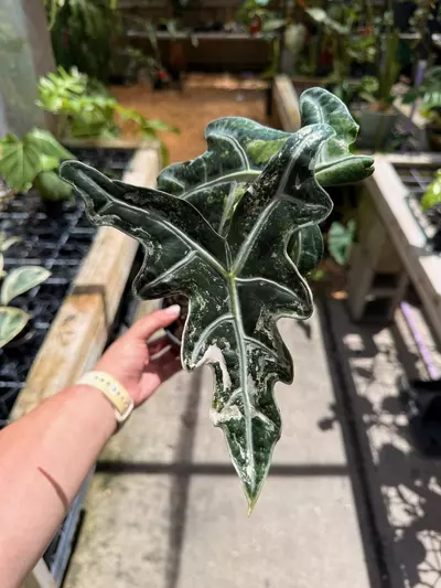 plant/Alocasia pink nobilis 4”-0-thumbnail