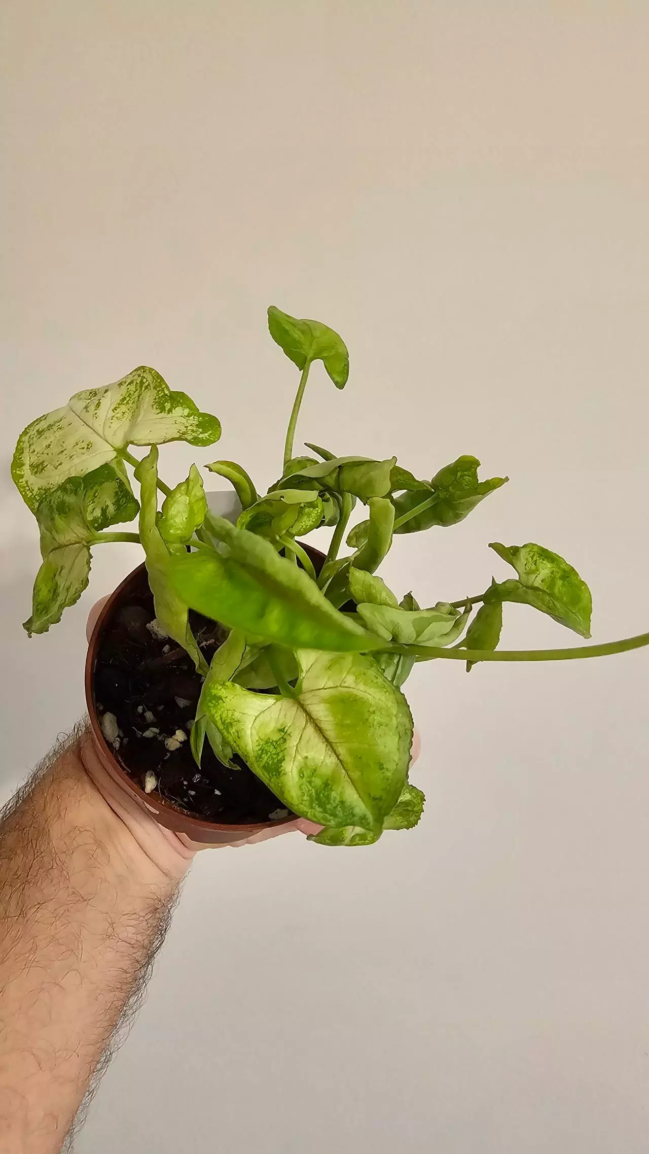 plant/Syngonium Golden Allusion-0