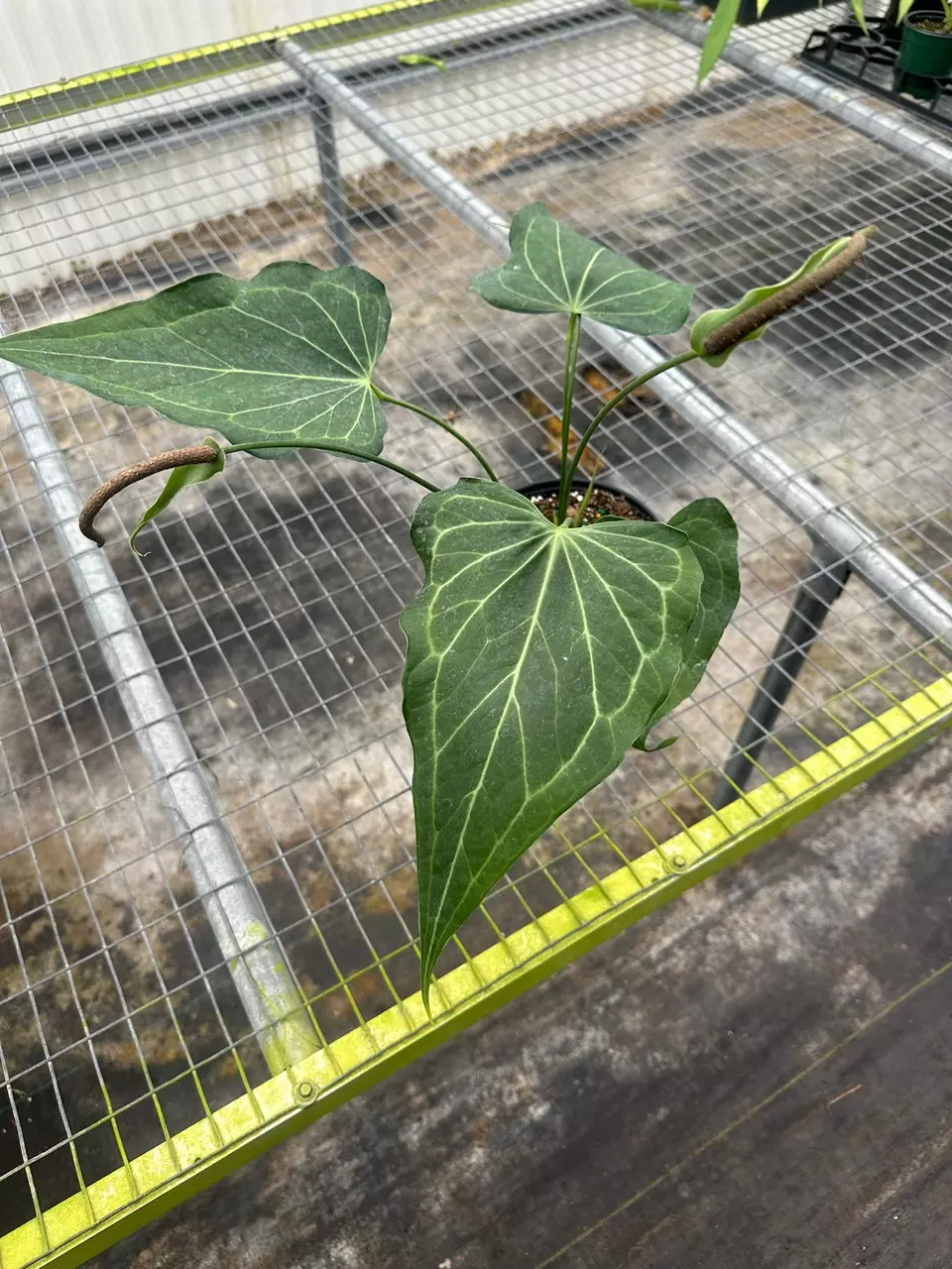 plant/Anthurium delta force 6”-0