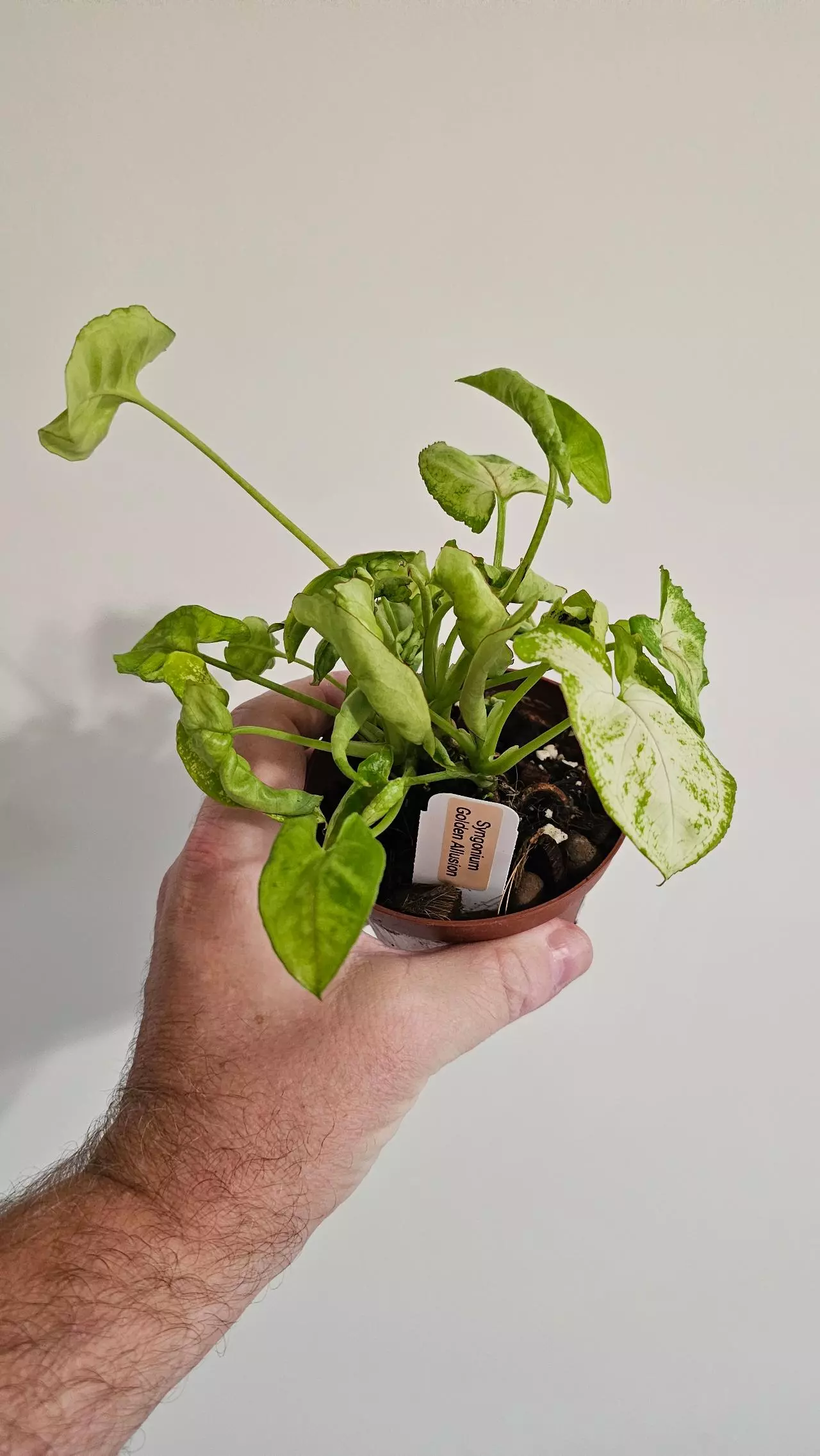 plant/Syngonium Golden Allusion-1