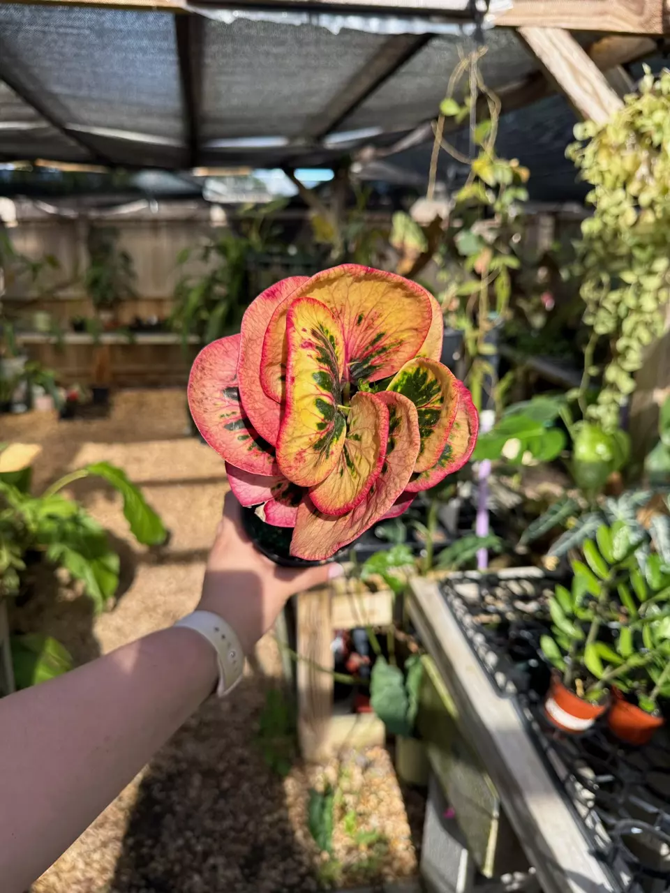 plant/Rose croton 4”-0