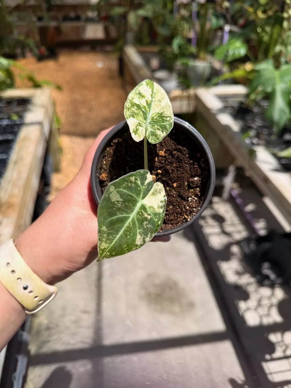 plant/Alocasia PBV pup-0