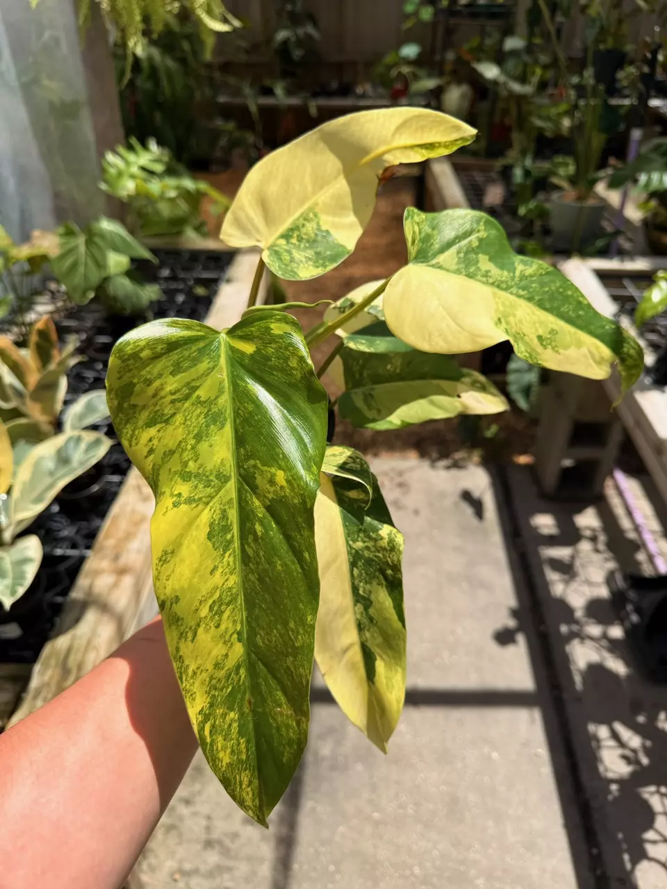 plant/Philo domesticum var 4”-0