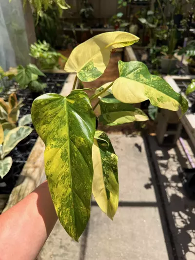 plant/Philo domesticum var 4”-0-thumbnail